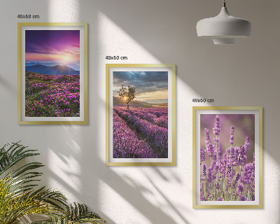 Composição de quadros moderna Pôr do sol nos campos de lavanda