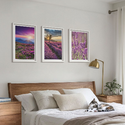 Composição de quadros moderna Pôr do sol nos campos de lavanda