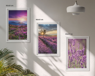 Composição de quadros moderna Pôr do sol nos campos de lavanda