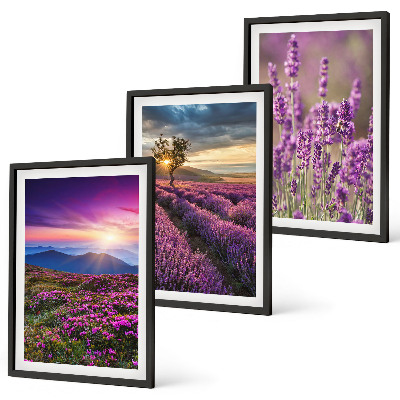 Composição de quadros moderna Pôr do sol nos campos de lavanda