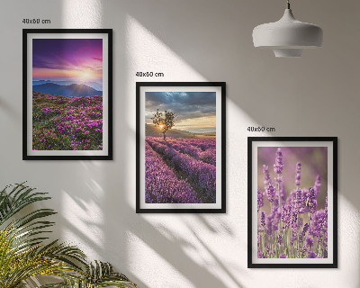 Composição de quadros moderna Pôr do sol nos campos de lavanda