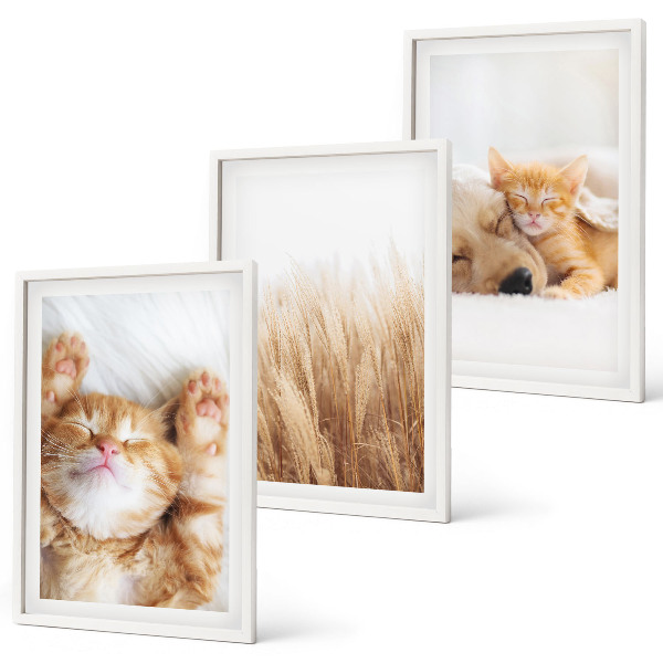 Conjunto de quadros para sala de estar Animais fofos, gatos, cachorros, estilo boho.