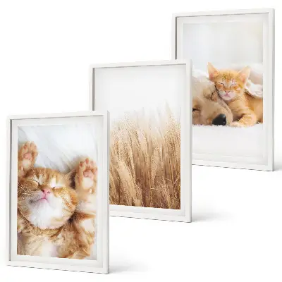Conjunto de quadros para sala de estar com estampas de animais fofos, gatos e cachorros em estilo boho