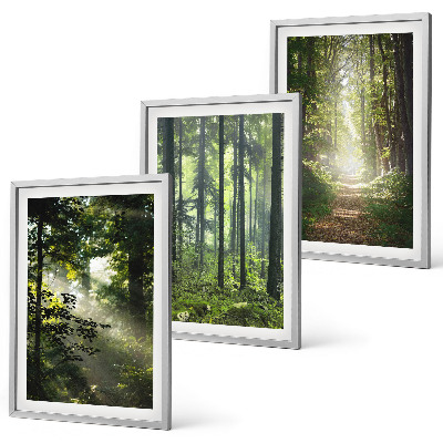 Conjunto de quadros para sala de estar Florestas verdes com raios de luz