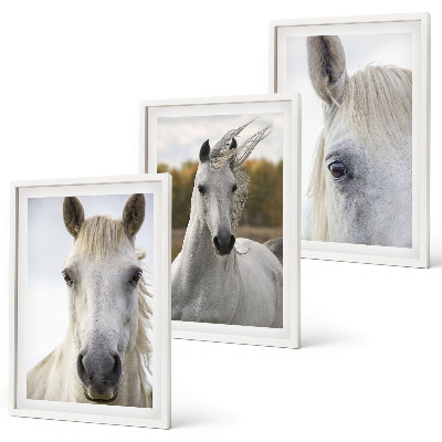 Conjunto de 3 quadros com moldura Cavalos brancos na natureza