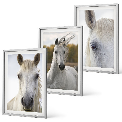 Conjunto de 3 quadros com moldura Cavalos brancos na natureza