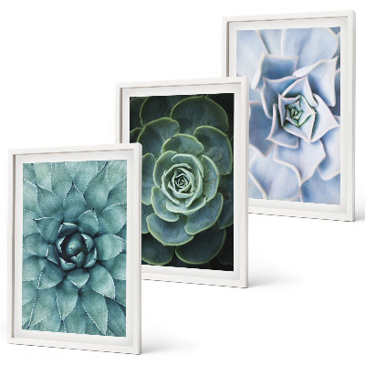 Conjunto de 3 quadros com moldura Plantas suculentas verde turquesa