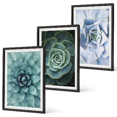 Conjunto de 3 quadros com moldura Plantas suculentas verde turquesa