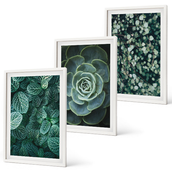Conjunto de quadros para sala de estar Suculentas