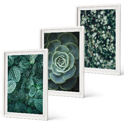 Conjunto de quadros para sala de estar Suculentas