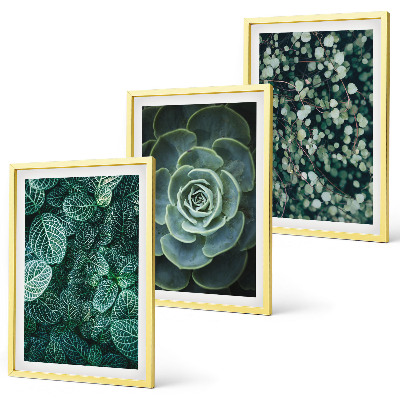 Conjunto de quadros para sala de estar Suculentas