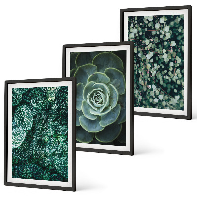 Conjunto de quadros para sala de estar Suculentas