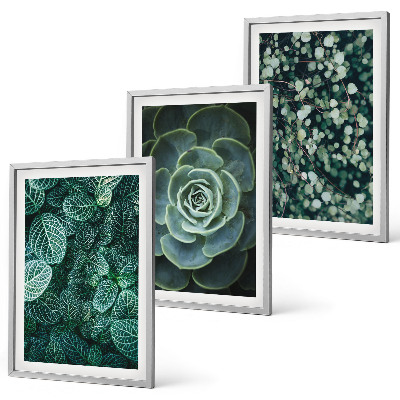 Conjunto de quadros para sala de estar Suculentas