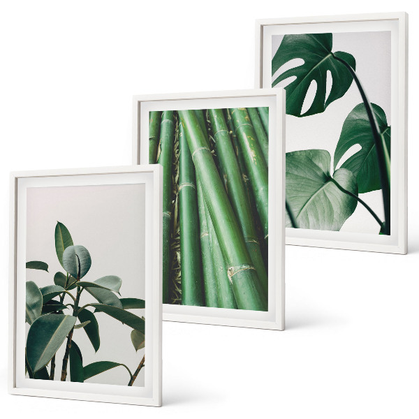 Conjunto de 3 quadros com moldura Caules de bambu e folhas de monstera