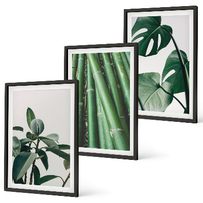 Conjunto de 3 quadros com moldura Caules de bambu e folhas de monstera