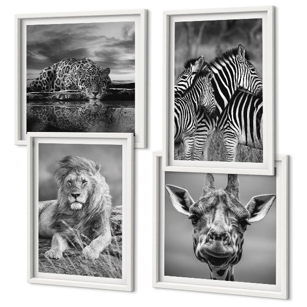 Conjunto de 4 quadros com moldura Animais Selvagens Leão Jaguar Girafa Zebras