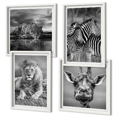 Conjunto de 4 quadros com moldura Animais Selvagens Leão Jaguar Girafa Zebras
