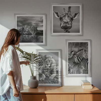 Conjunto de 4 quadros com moldura Animais Selvagens Leão Jaguar Girafa Zebras