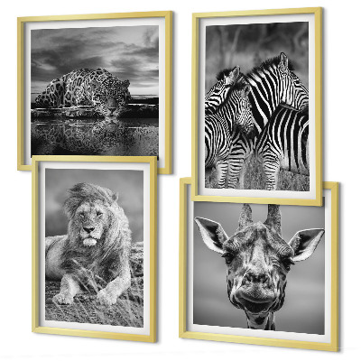 Conjunto de 4 quadros com moldura Animais Selvagens Leão Jaguar Girafa Zebras