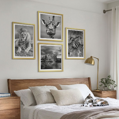 Conjunto de 4 quadros com moldura Animais Selvagens Leão Jaguar Girafa Zebras