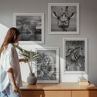 Conjunto de 4 quadros com moldura Animais Selvagens Leão Jaguar Girafa Zebras