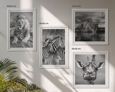 Conjunto de 4 quadros com moldura Animais Selvagens Leão Jaguar Girafa Zebras