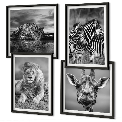 Conjunto de 4 quadros com moldura Animais Selvagens Leão Jaguar Girafa Zebras