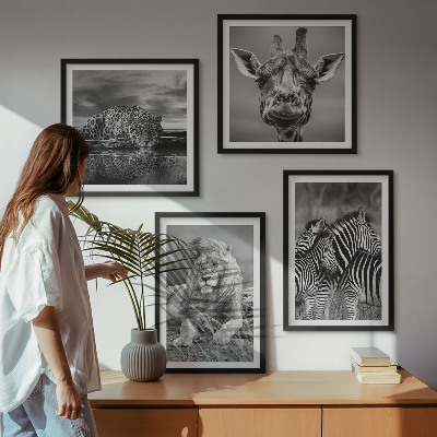 Conjunto de 4 quadros com moldura Animais Selvagens Leão Jaguar Girafa Zebras