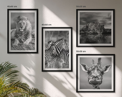 Conjunto de 4 quadros com moldura Animais Selvagens Leão Jaguar Girafa Zebras
