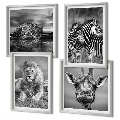 Conjunto de 4 quadros com moldura Animais Selvagens Leão Jaguar Girafa Zebras