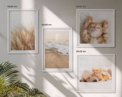 Políptico com moldura Animais fofos: gatos, cachorros, praia