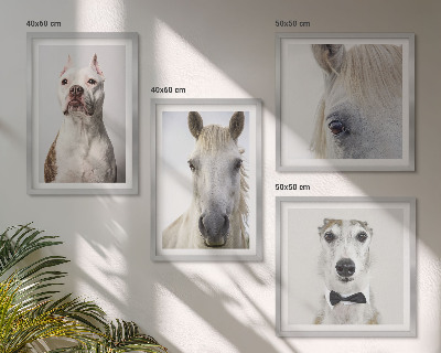 Conjunto de 4 quadros com moldura Retratos elegantes de cães e cavalos