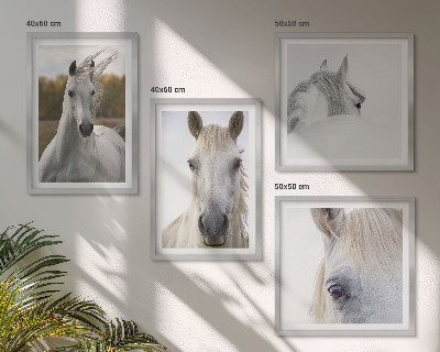 Conjunto de 4 quadros com moldura Cavalos brancos