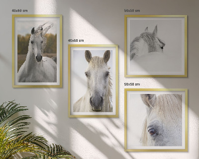 Conjunto de 4 quadros com moldura Cavalos brancos