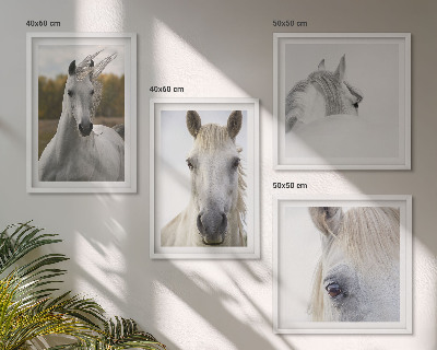 Conjunto de 4 quadros com moldura Cavalos brancos